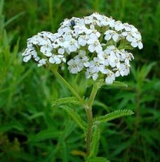 Yarrow for arthritis