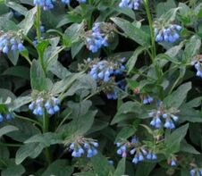 comfrey tree